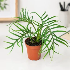 Set of 2 Tortum Philodendron Live Plants – 4-8 Inch Tall Houseplants – Indoor - Image 6