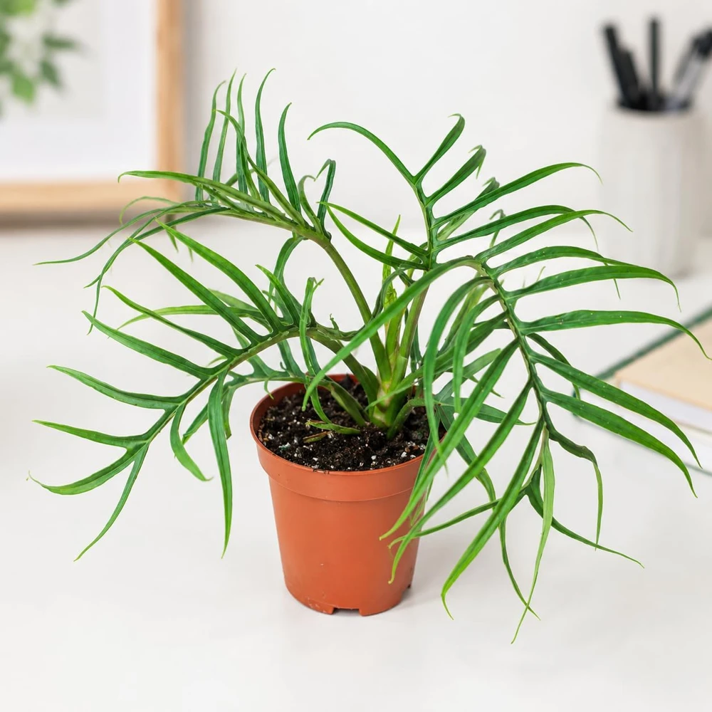 Set of 2 Tortum Philodendron Live Plants – 4-8 Inch Tall Houseplants – Indoor - Image 6