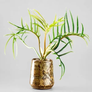 Set of 2 Tortum Philodendron Live Plants – 4-8 Inch Tall Houseplants – Indoor - Image 7