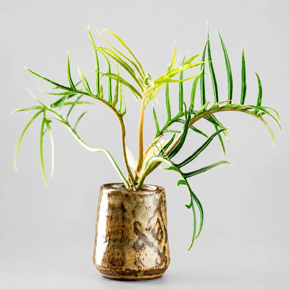 Set of 2 Tortum Philodendron Live Plants – 4-8 Inch Tall Houseplants – Indoor - Image 7