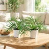 Set of 2 Tortum Philodendron Live Plants – 4-8 Inch Tall Houseplants – Indoor - Image 1