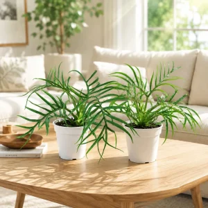 Set of 2 Tortum Philodendron Live Plants – 4-8 Inch Tall Houseplants – Indoor - Image 1