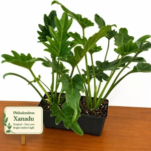 Set of 2 Tree Philodendron Live Plants, 5-8 Inch Tall, 4 Inch Pot, Tropical Indoor - Image 2