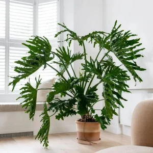 Set of 2 Tree Philodendron Live Plants, 5-8 Inch Tall, 4 Inch Pot, Tropical Indoor - Image 3