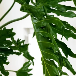 Set of 2 Tree Philodendron Live Plants, 5-8 Inch Tall, 4 Inch Pot, Tropical Indoor - Image 4