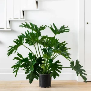 Set of 2 Tree Philodendron Live Plants, 5-8 Inch Tall, 4 Inch Pot, Tropical Indoor - Image 5