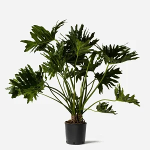 Set of 2 Tree Philodendron Live Plants, 5-8 Inch Tall, 4 Inch Pot, Tropical Indoor - Image 6