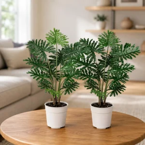 Set of 2 Tree Philodendron Live Plants, 5-8 Inch Tall, 4 Inch Pot, Tropical Indoor - Image 1