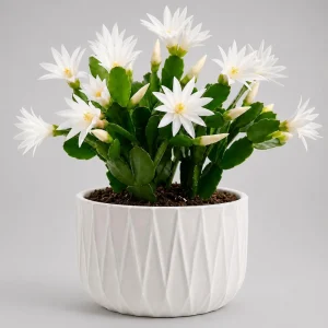 Set of 2 White Easter Cactus Live Plants, 4-8 Inch Tall Houseplant - Image 3