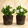 Set of 2 White Easter Cactus Live Plants, 4-8 Inch Tall Houseplant - Image 1
