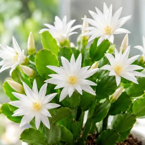 Set of 2 White Easter Cactus Live Plants, 4-8 Inch Tall Houseplant - Image 5
