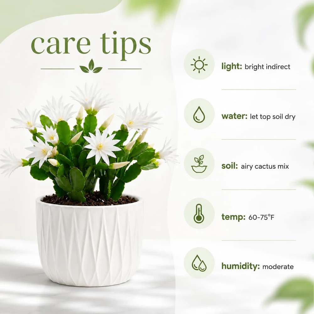 Set of 2 White Easter Cactus Live Plants, 4-8 Inch Tall Houseplant - Image 6