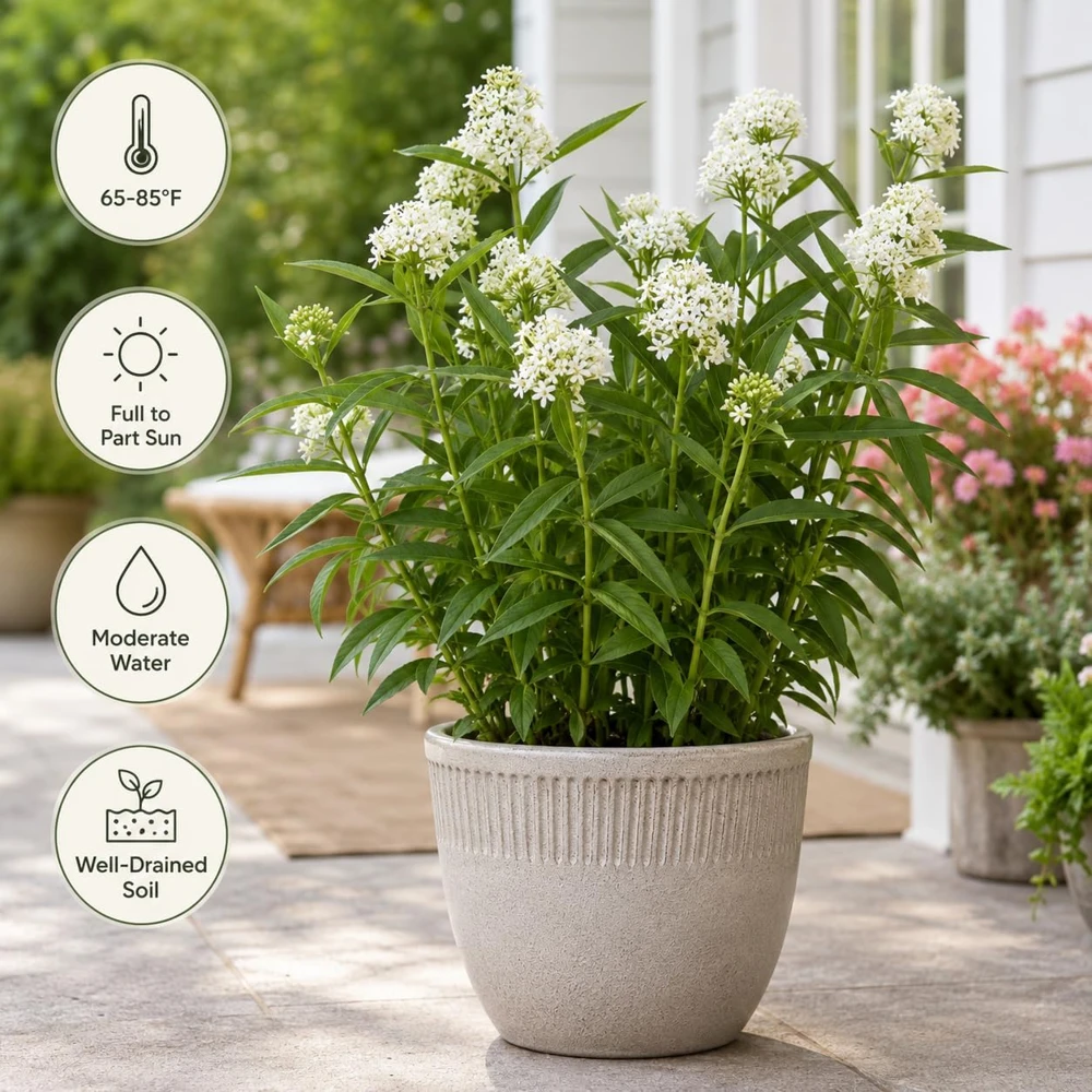 Set of 2 White Milkweed Live Plants, Tuberosa Starter, 4-6 Inch, Perennial - Image 2