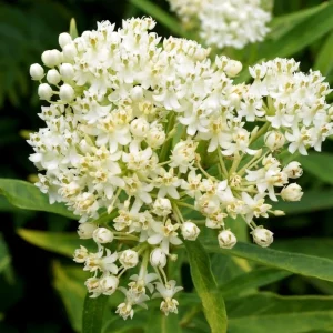 Set of 2 White Milkweed Live Plants, Tuberosa Starter, 4-6 Inch, Perennial - Image 3
