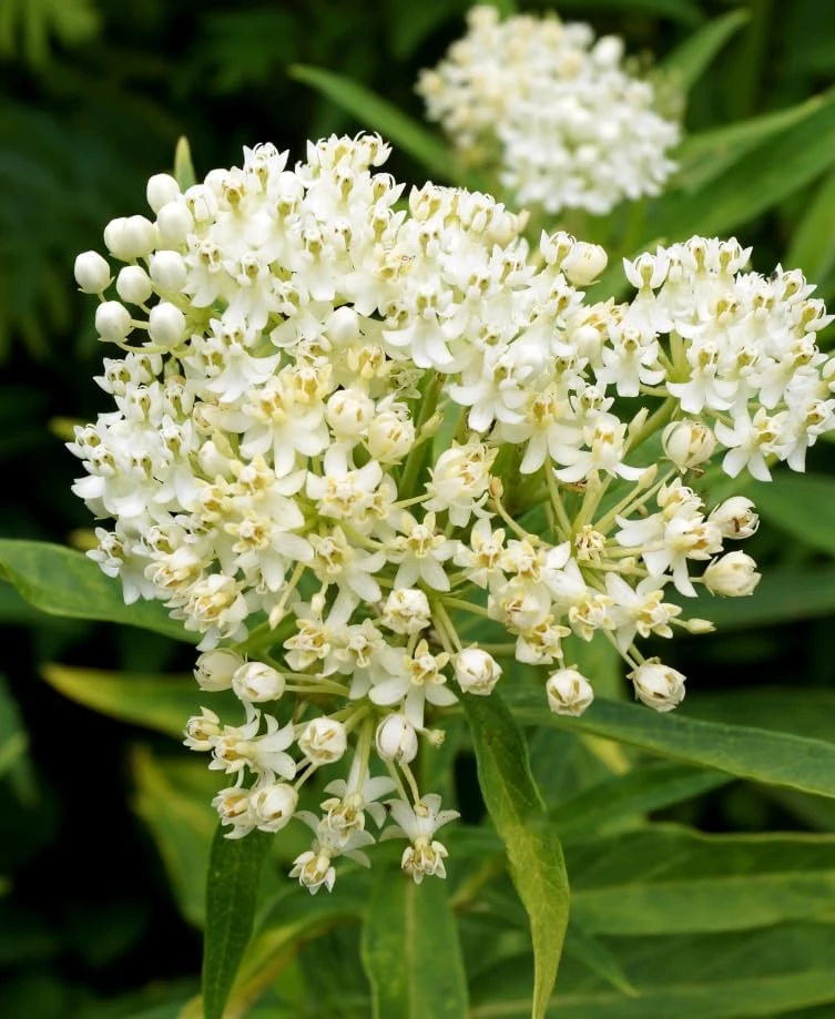 Set of 2 White Milkweed Live Plants, Tuberosa Starter, 4-6 Inch, Perennial - Image 3