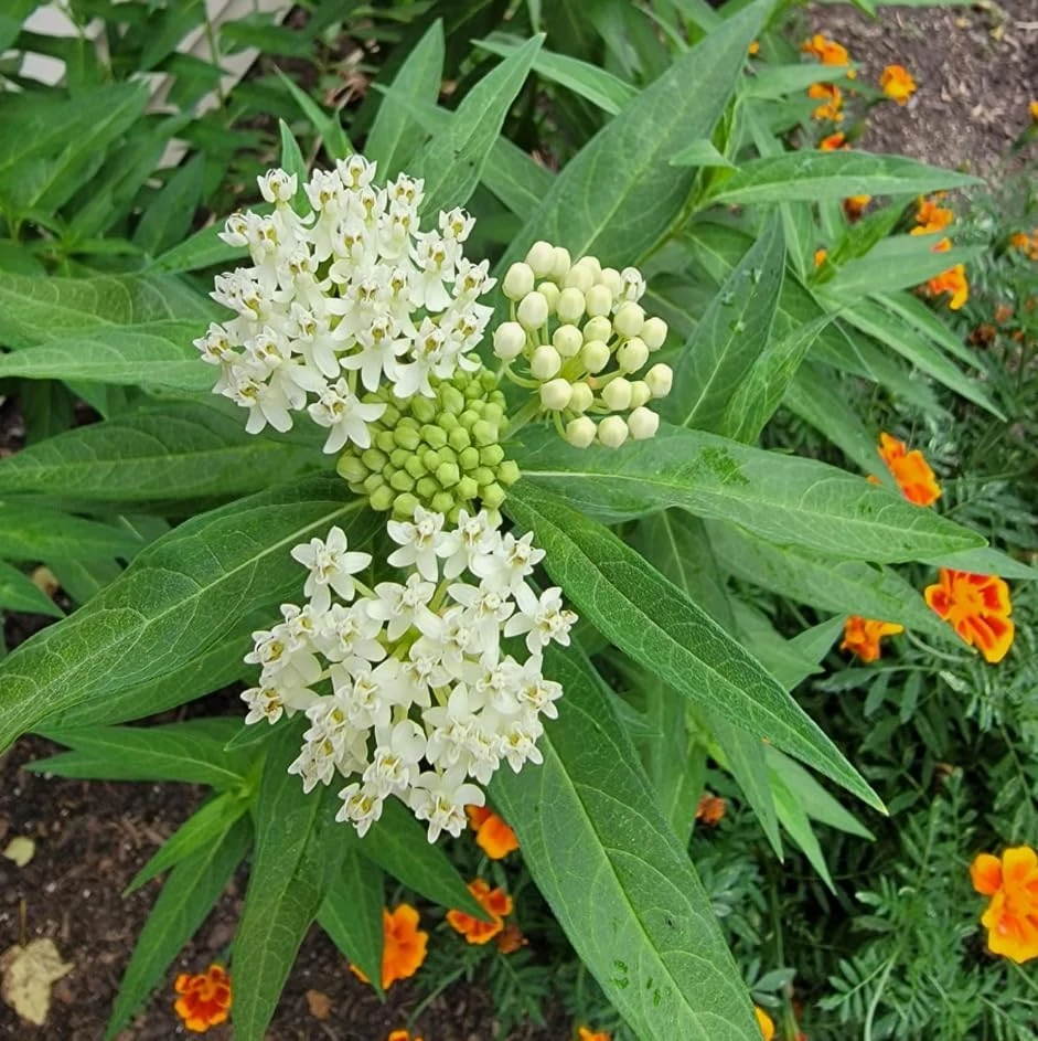 Set of 2 White Milkweed Live Plants, Tuberosa Starter, 4-6 Inch, Perennial - Image 4