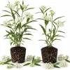 Set of 2 White Milkweed Live Plants, Tuberosa Starter, 4-6 Inch, Perennial - Image 1