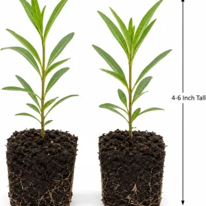 Set of 2 White Milkweed Live Plants, Tuberosa Starter, 4-6 Inch, Perennial - Image 6