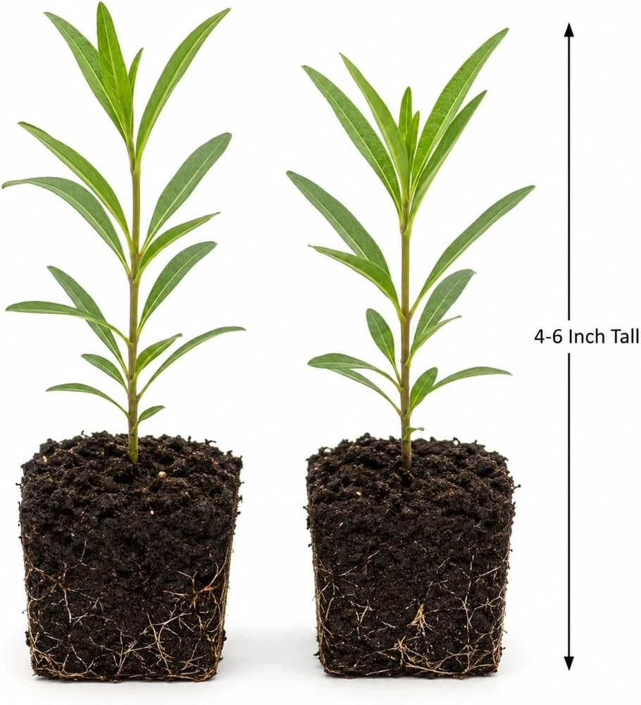 Set of 2 White Milkweed Live Plants, Tuberosa Starter, 4-6 Inch, Perennial - Image 6
