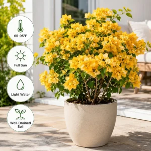 Set of 2 Yellow Bougainvillea Live Plants, California Gold Vine, 4-6 Inch Starter, Outdoor - Image 2