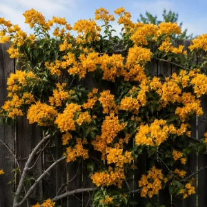 Set of 2 Yellow Bougainvillea Live Plants, California Gold Vine, 4-6 Inch Starter, Outdoor - Image 3