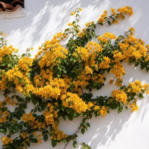 Set of 2 Yellow Bougainvillea Live Plants, California Gold Vine, 4-6 Inch Starter, Outdoor - Image 4