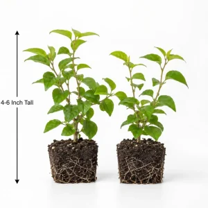 Set of 2 Yellow Bougainvillea Live Plants, California Gold Vine, 4-6 Inch Starter, Outdoor - Image 5