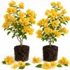 Set of 2 Yellow Bougainvillea Live Plants, California Gold Vine, 4-6 Inch Starter, Outdoor - Image 1