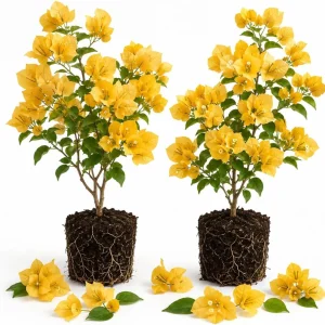 Set of 2 Yellow Bougainvillea Live Plants, California Gold Vine, 4-6 Inch Starter, Outdoor - Image 1