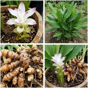 Set of 2 Yellow Turmeric Live Plants, 4-7 Inch Starter Herb for Garden & Patio - Image 2