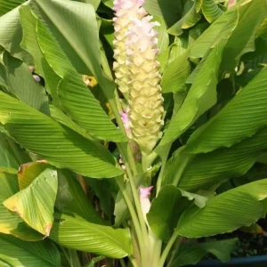 Set of 2 Yellow Turmeric Live Plants, 4-7 Inch Starter Herb for Garden & Patio - Image 5