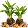 Set of 2 Yellow Turmeric Live Plants, 4-7 Inch Starter Herb for Garden & Patio - Image 1