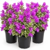 Set of 3 Blueberry Ice Bougainvillea Live Plants, 4-7 Inches, Flowering Vine - Image 1
