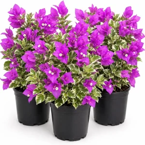 Set of 3 Blueberry Ice Bougainvillea Live Plants, 4-7 Inches, Flowering Vine - Image 1