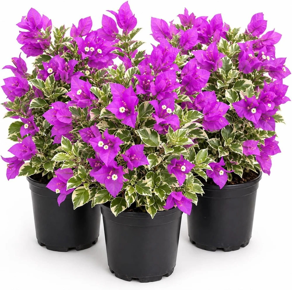 Set of 3 Blueberry Ice Bougainvillea Live Plants, 4-7 Inches, Flowering Vine - Image 1