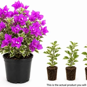 Set of 3 Blueberry Ice Bougainvillea Live Plants, 4-7 Inches, Flowering Vine - Image 3