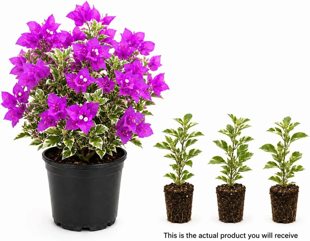 Set of 3 Blueberry Ice Bougainvillea Live Plants, 4-7 Inches, Flowering Vine - Image 3