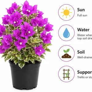 Set of 3 Blueberry Ice Bougainvillea Live Plants, 4-7 Inches, Flowering Vine - Image 5