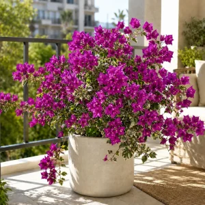Set of 3 Blueberry Ice Bougainvillea Live Plants, 4-7 Inches, Flowering Vine - Image 6