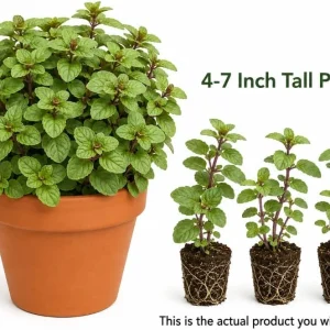 Set of 3 Chocolate Mint Live Plants, 4-7 Inches Tall, Rooted Herb for Indoor & Outdoor - Image 3