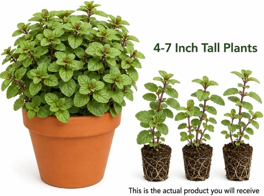 Set of 3 Chocolate Mint Live Plants, 4-7 Inches Tall, Rooted Herb for Indoor & Outdoor - Image 3