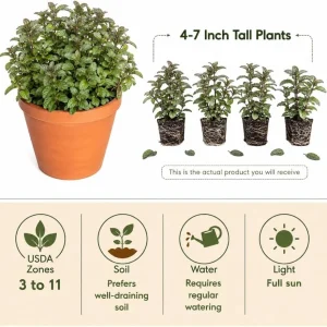 Set of 3 Chocolate Mint Live Plants, 4-7 Inches Tall, Rooted Herb Plants for Pots & Gardens - Image 4
