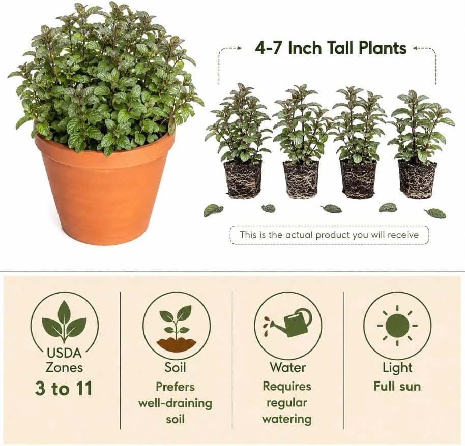 Set of 3 Chocolate Mint Live Plants, 4-7 Inches Tall, Rooted Herb Plants for Pots & Gardens - Image 4