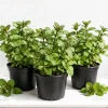 Set of 3 Chocolate Mint Live Plants, 4-7 Inches Tall, Rooted Herb for Indoor & Outdoor - Image 1