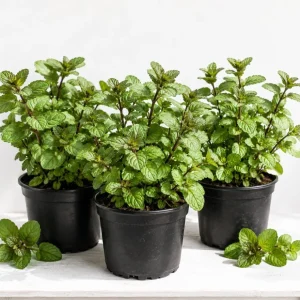 Set of 3 Chocolate Mint Live Plants, 4-7 Inches Tall, Rooted Herb for Indoor & Outdoor - Image 1