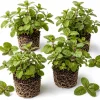 Set of 3 Chocolate Mint Live Plants, 4-7 Inches Tall, Rooted Herb Plants for Pots & Gardens - Image 1