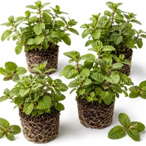 Set of 3 Chocolate Mint Live Plants, 4-7 Inches Tall, Rooted Herb Plants for Pots & Gardens - Image 1