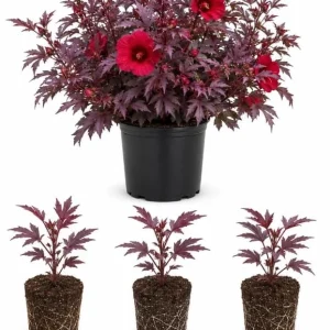 Set of 3 Cranberry Hibiscus Live Plants, 4-6 Inches Tall, Red Leaf False Roselle Shrubs for Outdoor - Image 3