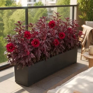 Set of 3 Cranberry Hibiscus Live Plants, 4-6 Inches Tall, Red Leaf False Roselle Shrubs for Outdoor - Image 6