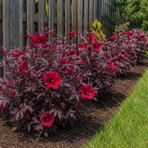 Set of 3 Cranberry Hibiscus Live Plants, 4-6 Inches Tall, Red Leaf False Roselle Shrubs for Outdoor - Image 7